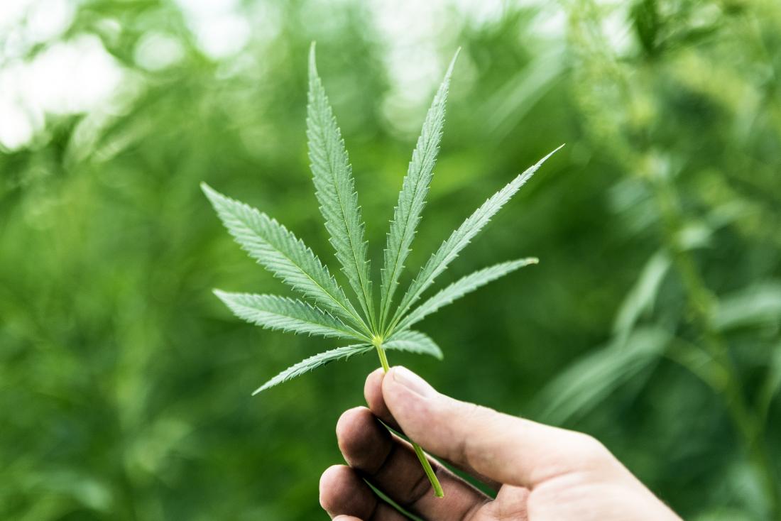 Primii pași făcuţi de Germania în contextul legalizării canabisului