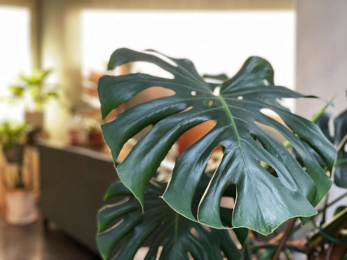Au cumpărat o plantă la preț de chilipir, dar apoi au descoperit ce „comoară” ascunde aceasta, de fapt