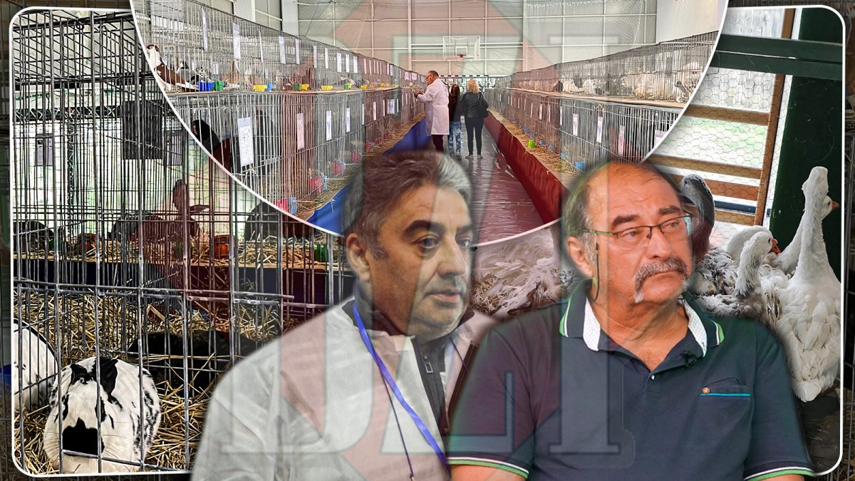 Imagini de colecție de la marginea Iașului! Cele mai frumoase exemplare de păsări și iepuri sunt expuse în acest weekend. „White Spaniola este ceva deosebit” – GALERIE FOTO/ VIDEO