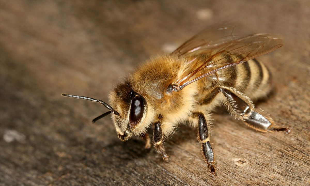 Oamenii de ştiinţă avertizează asupra unei ‘apocalipse a insectelor’: „Dovezile sunt clare şi frapante”
