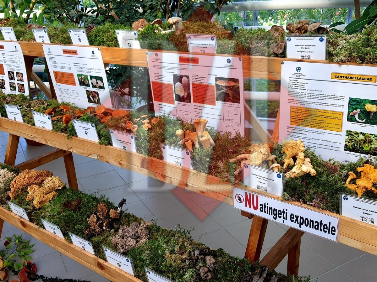 Cea mai otrăvitoare ciupercă din România mai poate fi admirată, astăzi, la Grădina Botanica din Iași – GALERIE FOTO