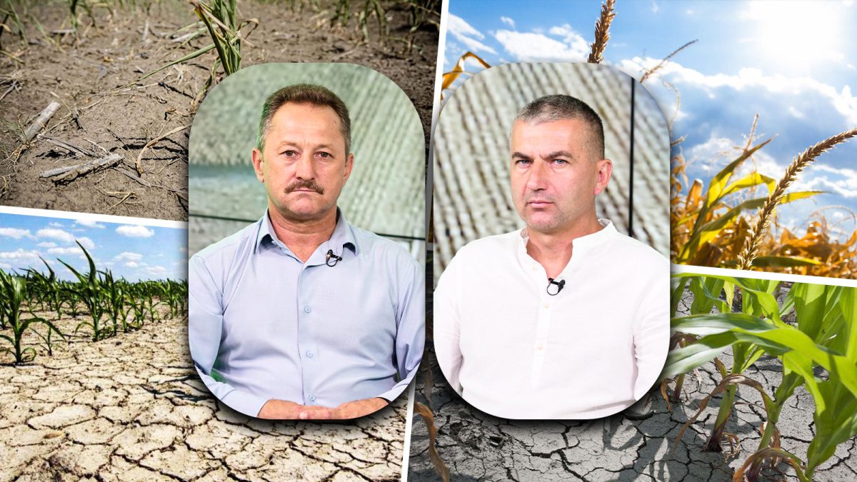 Despăgubiri de secetă pentru fermierii din Iași. Ion Notingar: „Nu acoperă nici 50 la sută din cheltuieli”