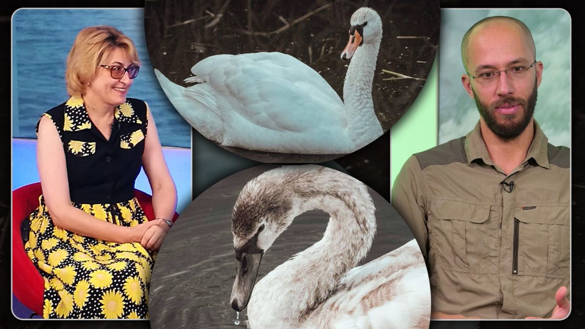 Le-ați văzut? Mai multe lebede au apărut pe lacul din zona CUG, Iași. „Oamenii să nu dea buzna peste ele, așa cum au făcut cu flamingii” – FOTO