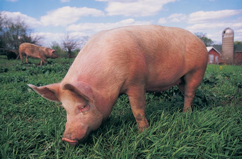 Focar de pestă porcină la o fermă din Timiș. Prefectul judeţului anunţă că mii de animale vor fi sacrificate