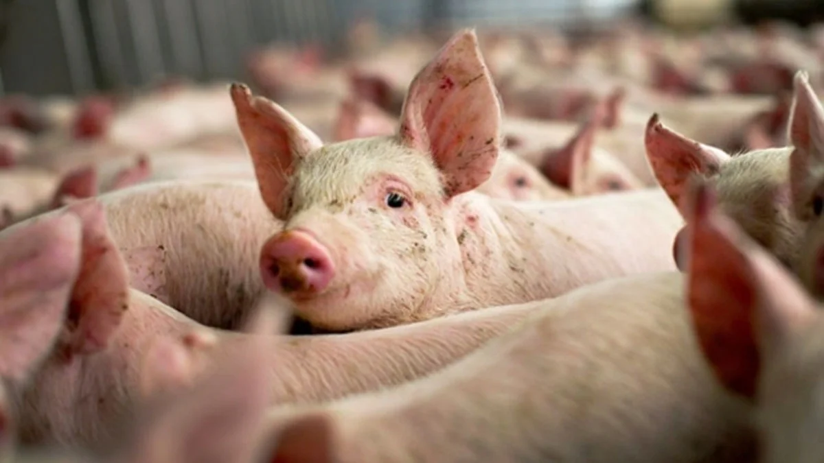 Focar de pestă porcină la o fermă din judeţul Iaşi. Ce spun cei de la DSVSA Iaşi