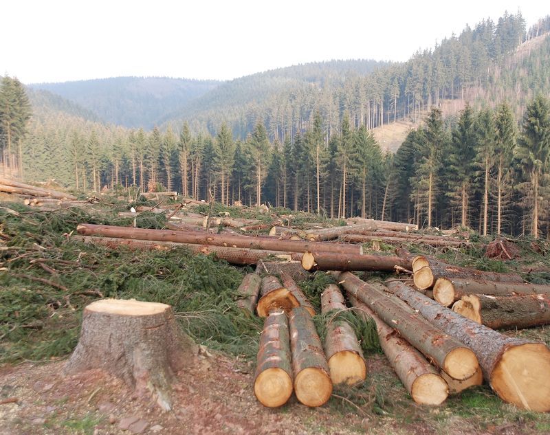 Masacrarea aurului verde din Transilvania de către urmașii foștilor grofi maghiari și criminali de război continuă