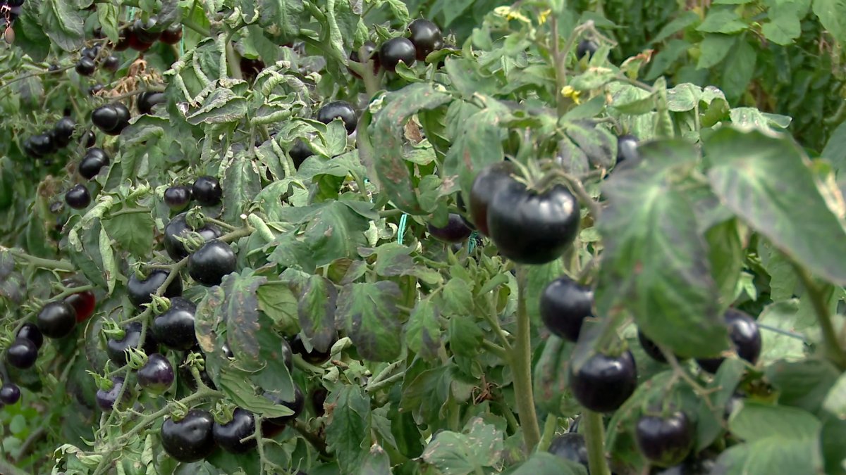 Orașul din România în care se cultivă roșiile negre. De ce este recomandat consumul acestor tomate și ce beneficii are pentru sănătate