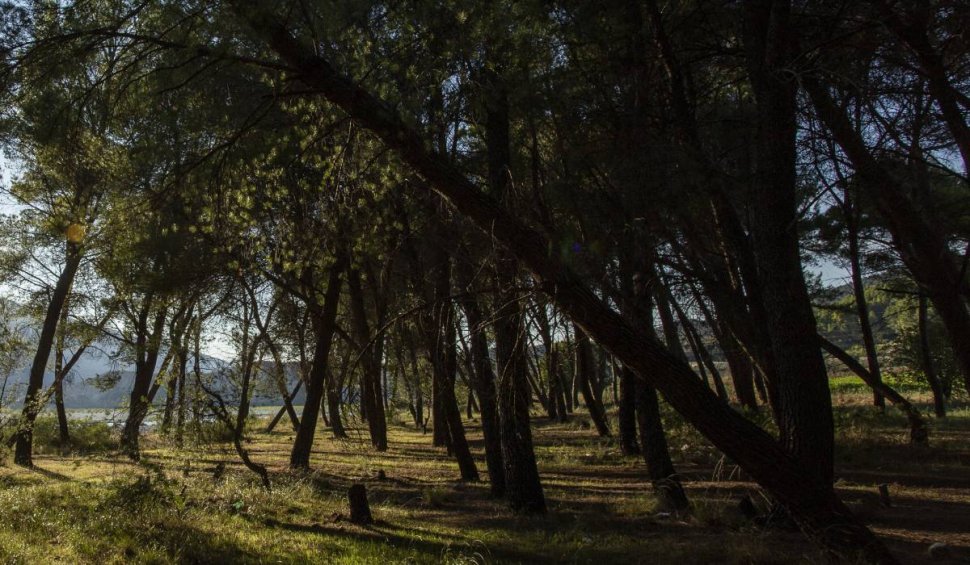 Pentru banii de pensie, şi-a ascuns mama moartă într-o pădure din Lugoj