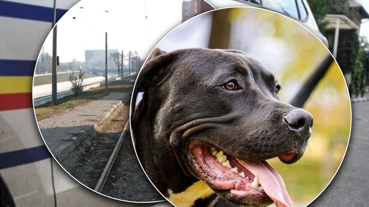 Un câine, motiv de bătaie pentru șase ieșeni! S-au ales cu dosar penal