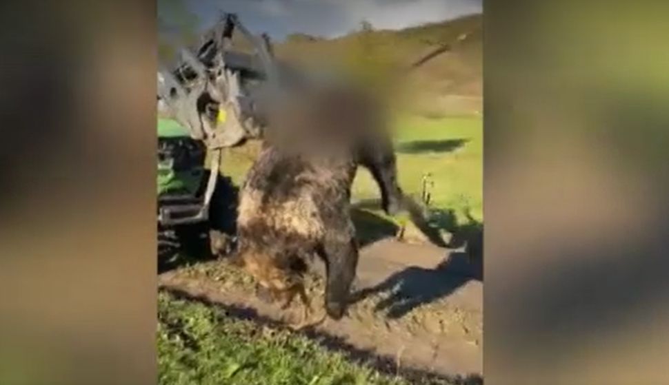 S-a filmat plimbând un urs mort în furca unui utilaj agricol şi s-a ales cu dosar penal