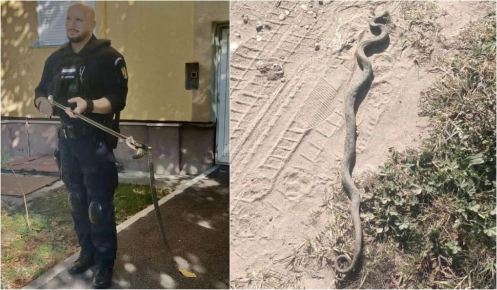 Viperă de 60 de centimetri, găsită de locatari lângă scara unui bloc din Drobeta-Turnu Severin