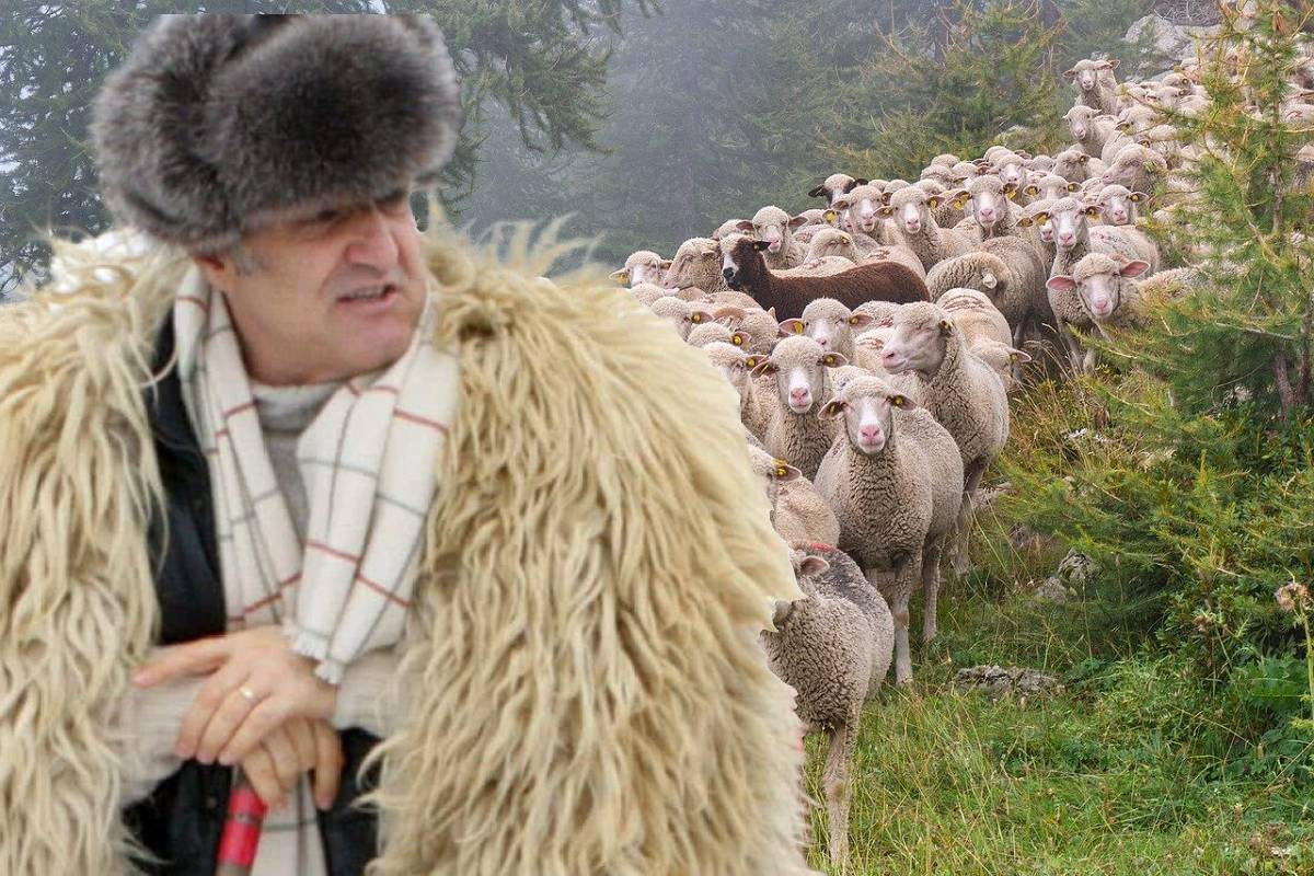 Hoții au plecat cu oile lui Gigi Becali în portbagaj. Prejudiciul nu a fost recuperat