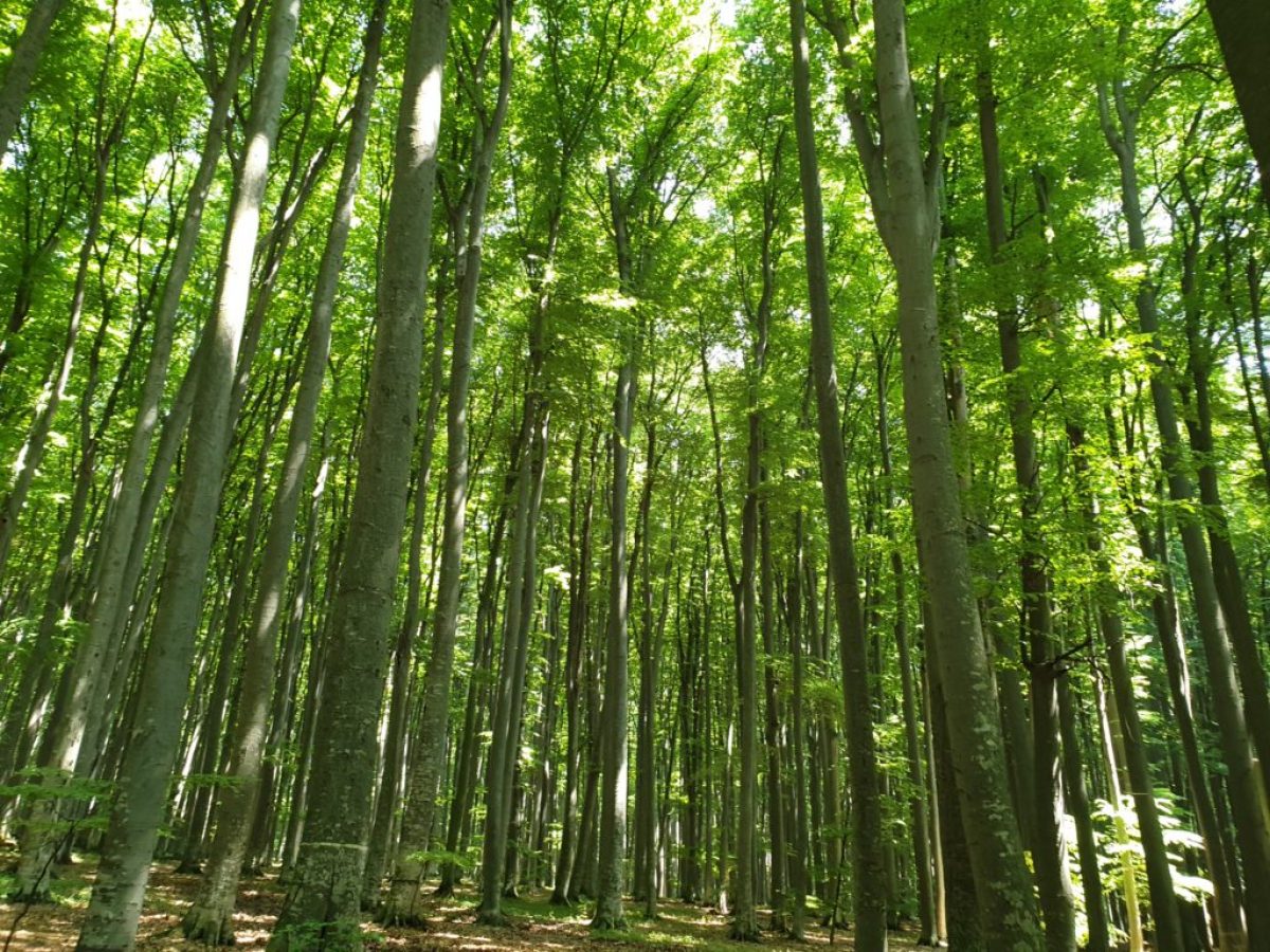 Programul Naţional de Împăduriri lansat de Guvern. 56.700 de hectare vor fi împădurite până în 2026