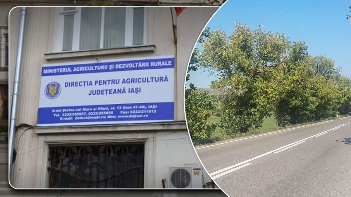 Primăria comunei Popești, amendată de Direcția Agricolă Iași. Angajații instituției au tăiat ilegal nucii de pe marginea drumului