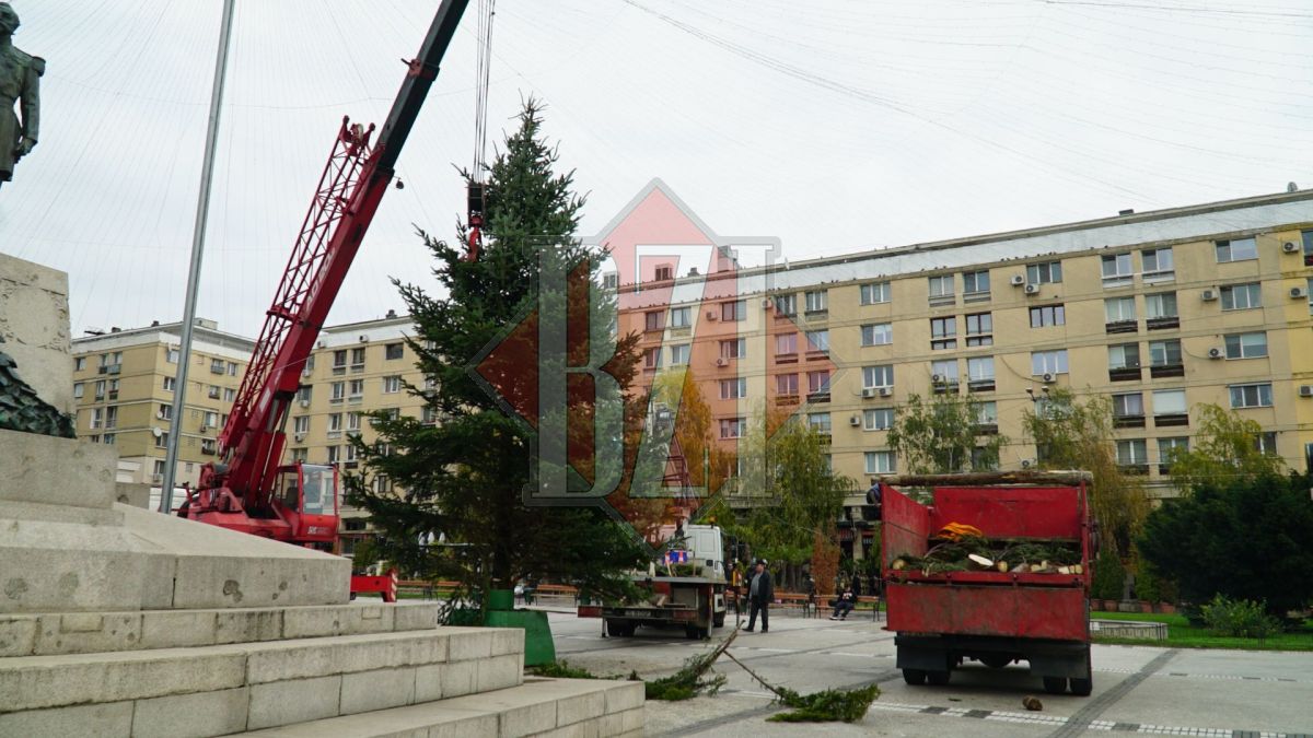 S-a dat startul! Se montează bradul în Piaţa Unirii. Acesta va fi împodobit cu sute de luminiţe – FOTO