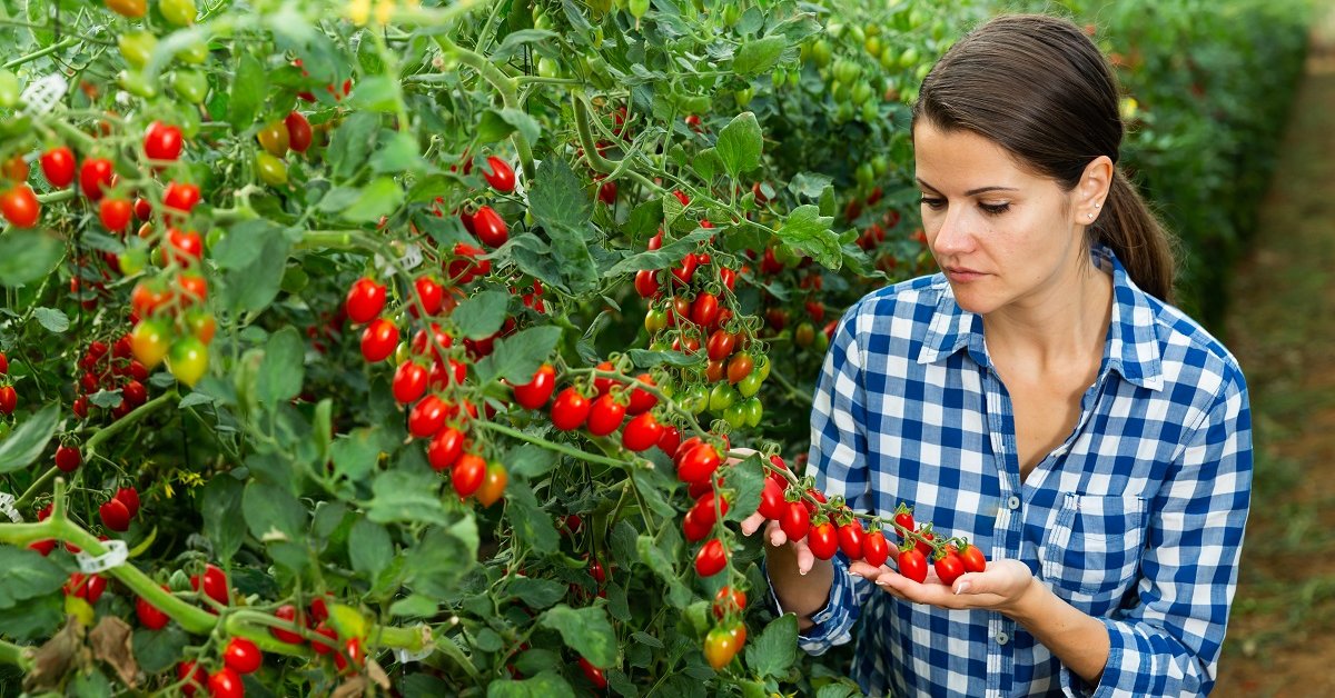 Când se aplică „Cropmax” la roșii. Pentru ce este folosită soluția de către agricultori?