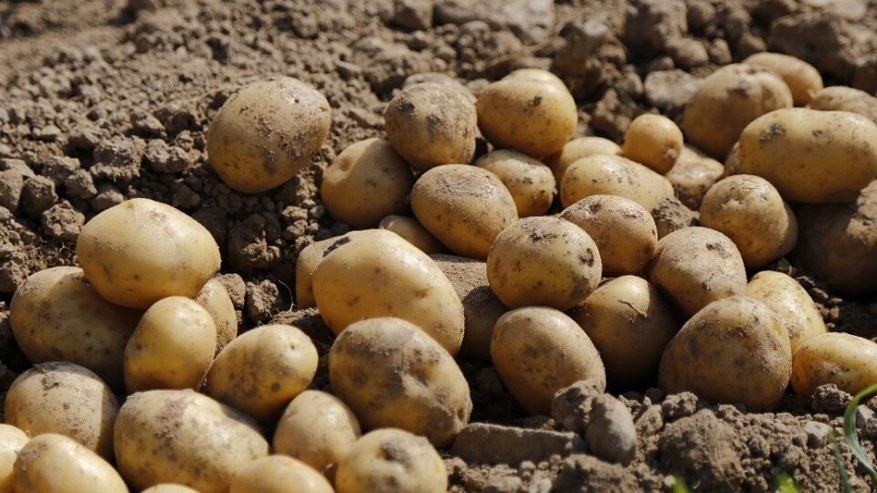 Când se cultivă cartofii? Cum trebuie realizată arătura de toamnă