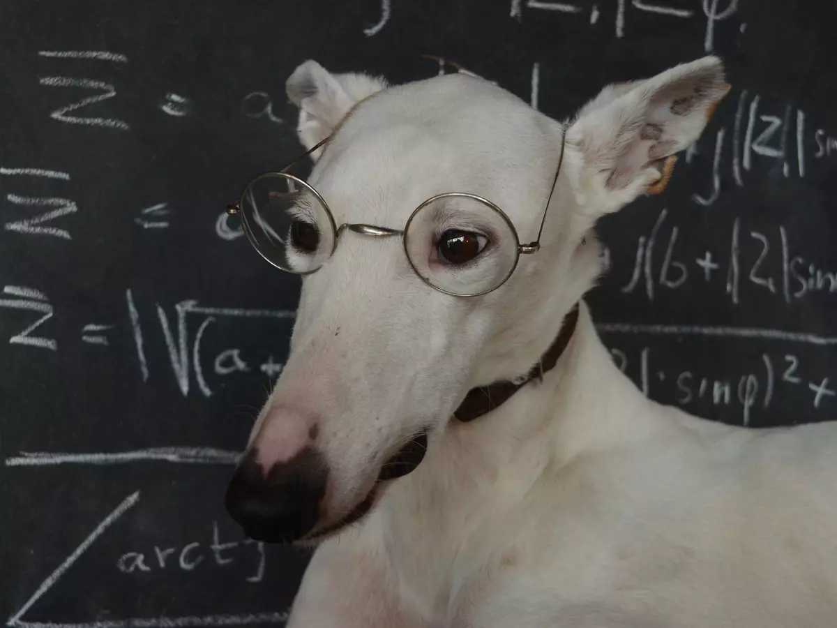 Ce animal este ușor de imitat. Cum să mimezi cele mai inteligente animale de pe pamânt