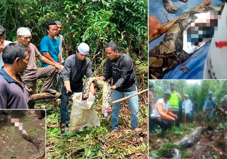 O femeie a fost găsită moartă în stomacul unui piton de șapte metri pe o plantație, unde lucra în Indonezia
