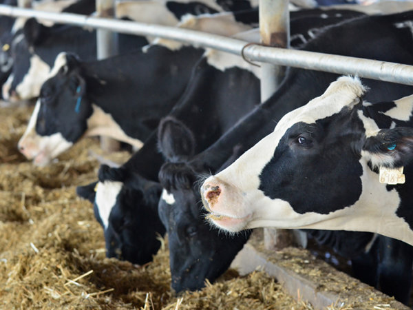 Amendat pentru mizeria în care ține animalele și ”mirosul insuportabil de bălegar”, și-a găsit dreptatea în Instanță