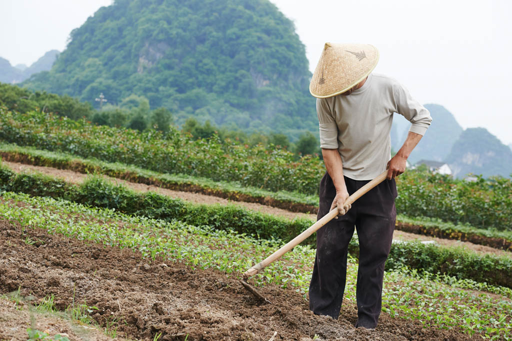 Fermierii chinezi îşi distrug produsele agricole din cauza restricţiilor stricte anti-COVID impuse de autorităţi