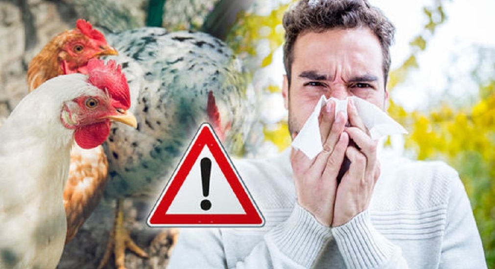 Focar de gripă aviară la graniţă cu România! Ungaria a descoperit un caz de gripă aviară înalt patogenă H5N1