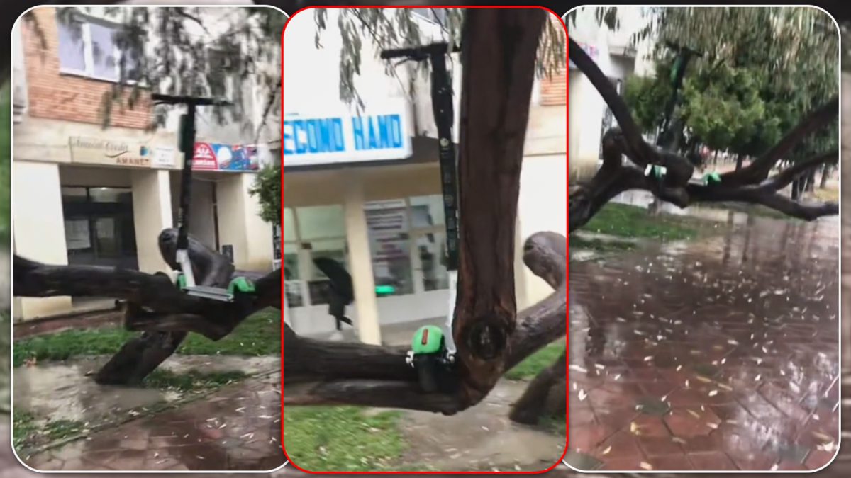 Ieşenii se dovedesc extrem de inventivi în ceea ce privește „parcarea” trotinetelor electrice! Un utilizator a urcat mijlocul de transport alternativ într-un pom din zona Nicolina! – VIDEO