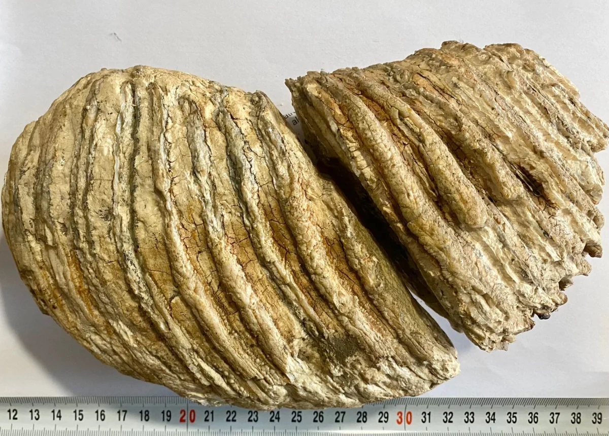 Un molar de mamut, vechi de 10.000 de ani, care fusese scos la vânzare pe internet, recuperat de poliţiştii din Neamţ