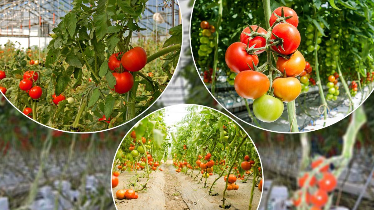 Producătorii din Iași se pot înscrie în programul „Tomata”. Cererile se depun la Direcția Agricolă