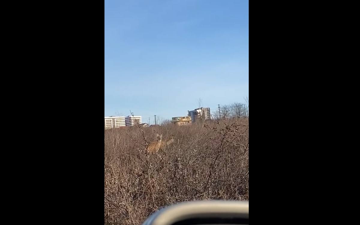 Două căprioare au fost surprinse în zona Copou din Iaşi – VIDEO