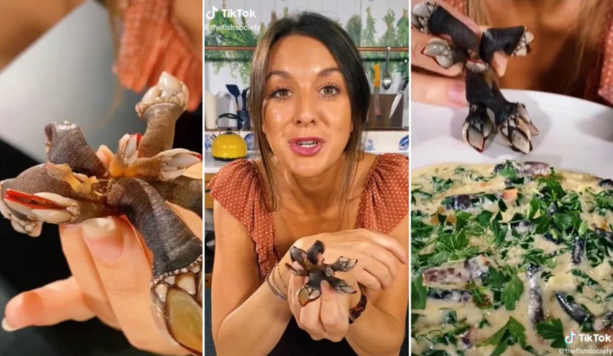 O creatură marină care pare extraterestră, virală pe TikTok! Nimeni nu crede că e reală
