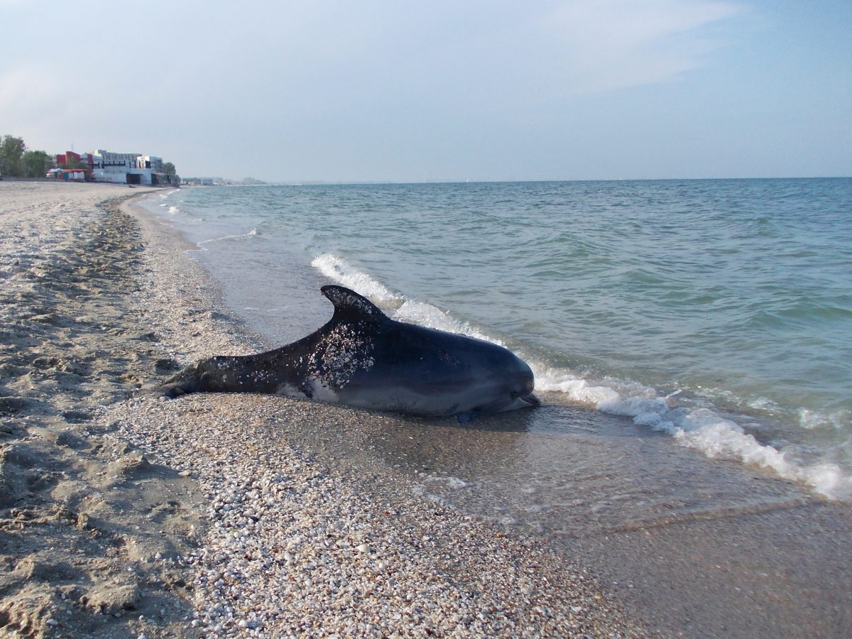 Peste 120 de delfini, găsiți morți în Marea Neagră din cauza utilizării sonarelor de către navele rusești