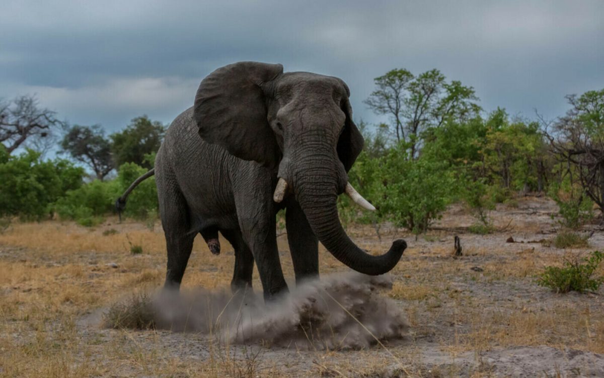 Un elefant și-a omorât îngrijitorul într-o rezervație naturală situată pe insula Borneo