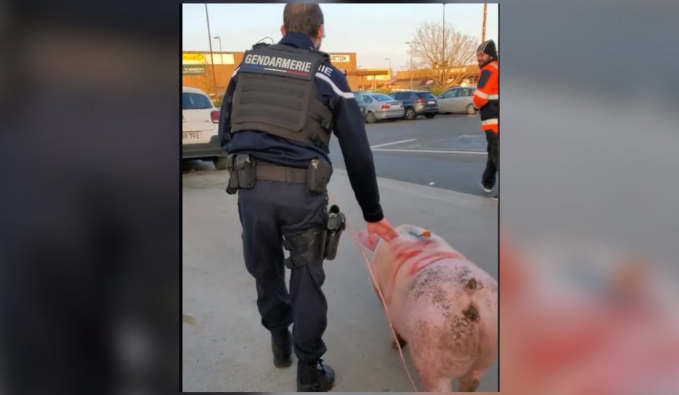 Devenit viral după ce a fost salvat de jandarmii francezi. Povestea unui porc înainte de Sărbători – VIDEO