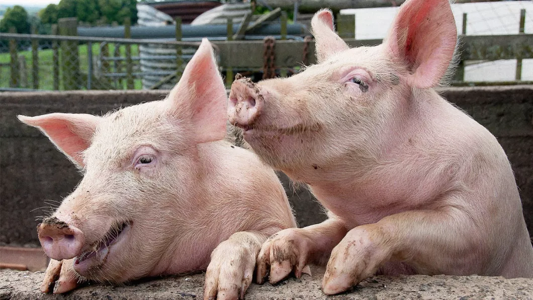 Românii sărbătoresc Ignatul. Tradiții și obiceiuri în zilele noastre