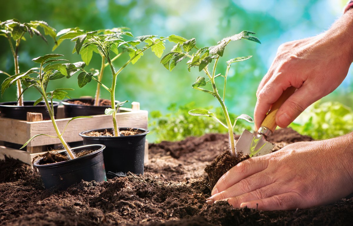 La ce distanța se plantează roșiile în solar. Cum să contribui la randamentul creșterii plantelor?