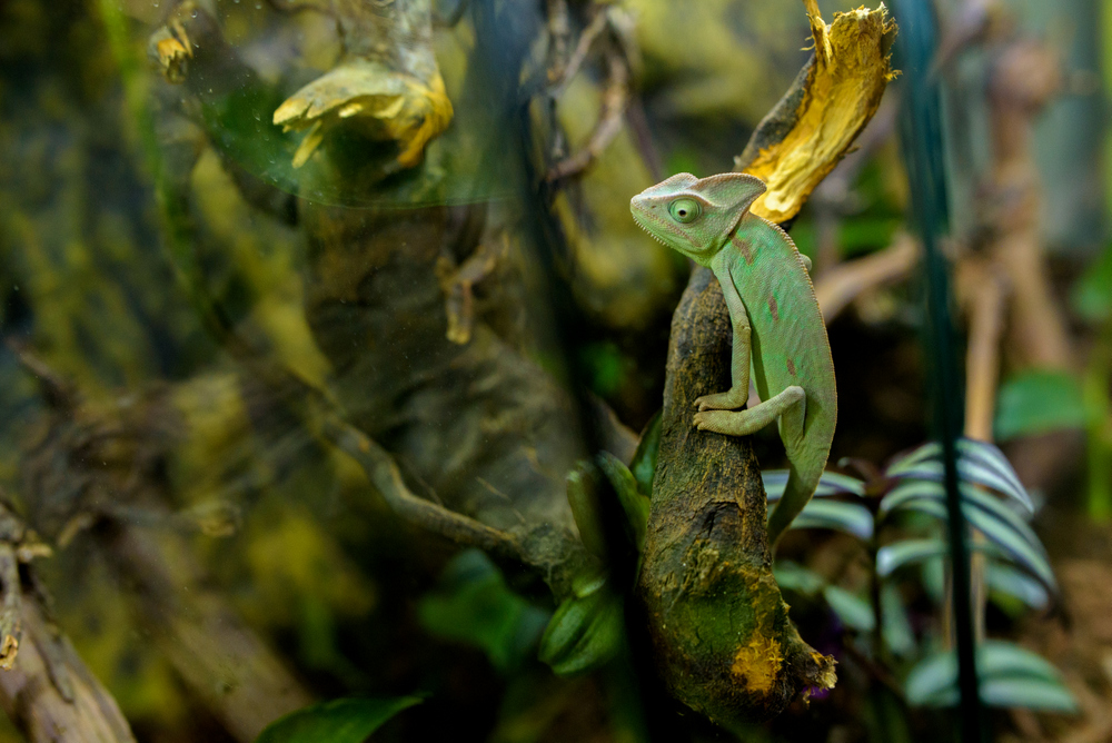Boa constrictor, pitoni regali şi cameleoni cu un colorit de excepție, într-o expoziţie exotică de reptile, la Palas