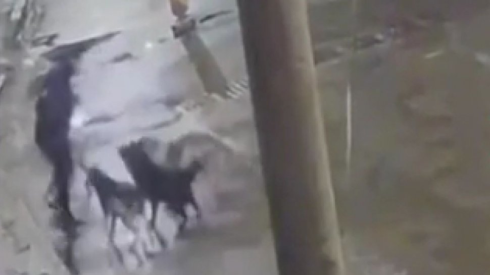 Un bărbat de 71 ani din Brașov a murit după ce a fost atacat de mai mulți câini