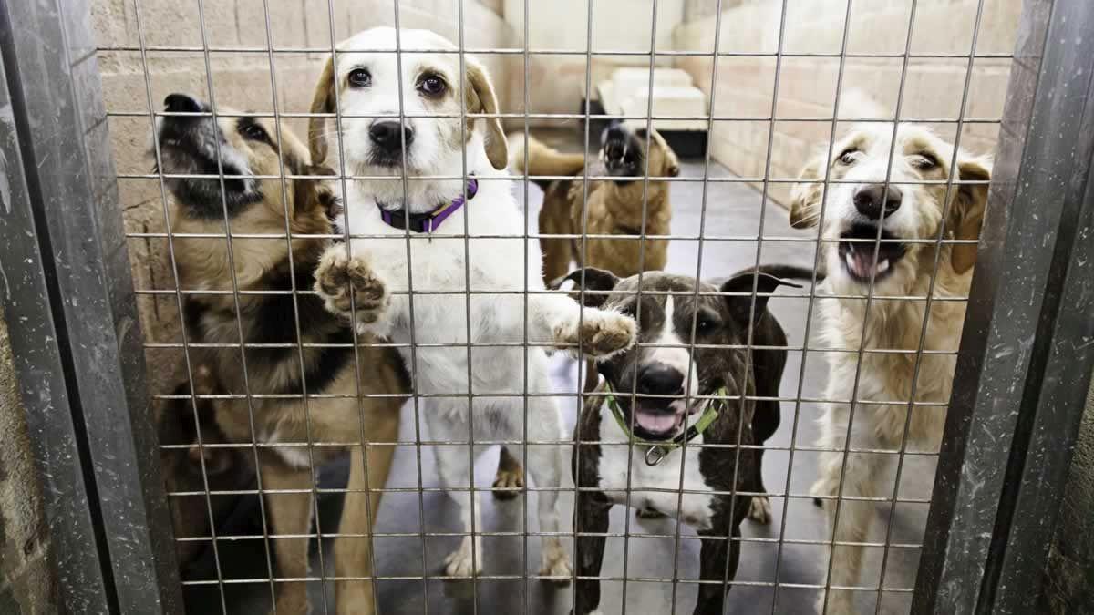 Câți câini au fost prinși de peprezentanţii Autorităţii pentru Supravegherea şi Protecţia Animalelor, după ce o femeie a murit