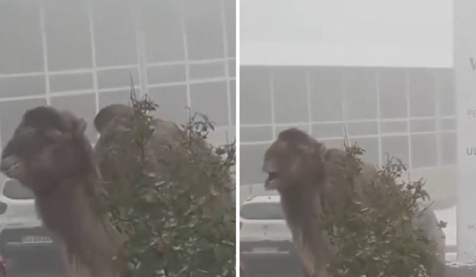 Imagini virale cu momentul în care o cămilă ia prânzul în curtea unui hotel din Cluj-Napoca, pe zăpadă – VIDEO
