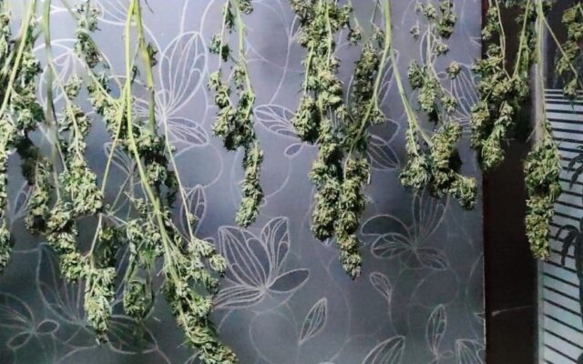 Trafic de droguri în familie! O femeie din Arad a vrut să vând 1 kg de hașiș, iar fiica sa a transportat 5 kg de cannabis din Spania în România