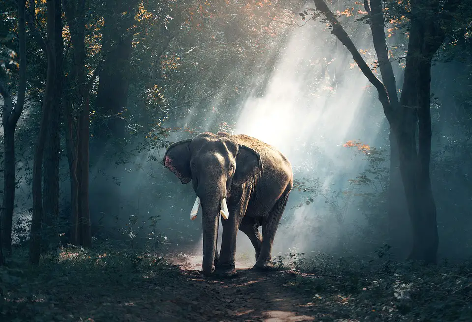 Se spune că „un elefant nu uită niciodată”. Mit sau adevăr