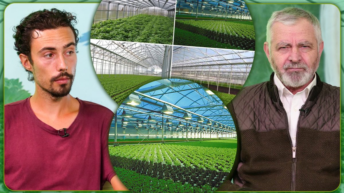Legumicultorii din Iași sunt îngrijorați că vor avea probleme cu producția din cauza dăunătorului „tuta absoluta”. Producător: „Am pierdut jumătate din producție”