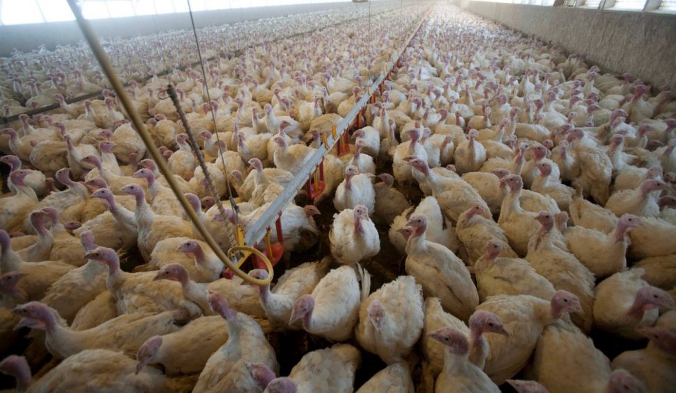 Focar de gripă aviară la o fermă cu peste 60.000 de curcani din Brașov! S-au aplicat măsuri severe pentru izolare
