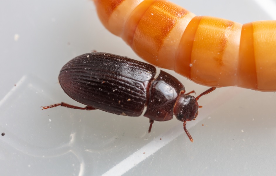 Europa extinde lista insectelor autorizate ca hrană umană. Ce se mai poate consuma acum