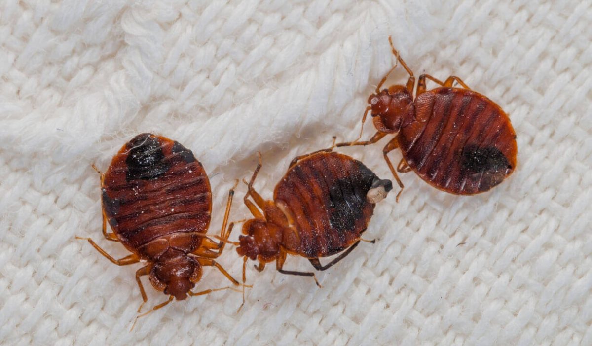 Cum să previi gândacii de canalizare? Sfaturi pentru a reuși să scapi de aceste insecte