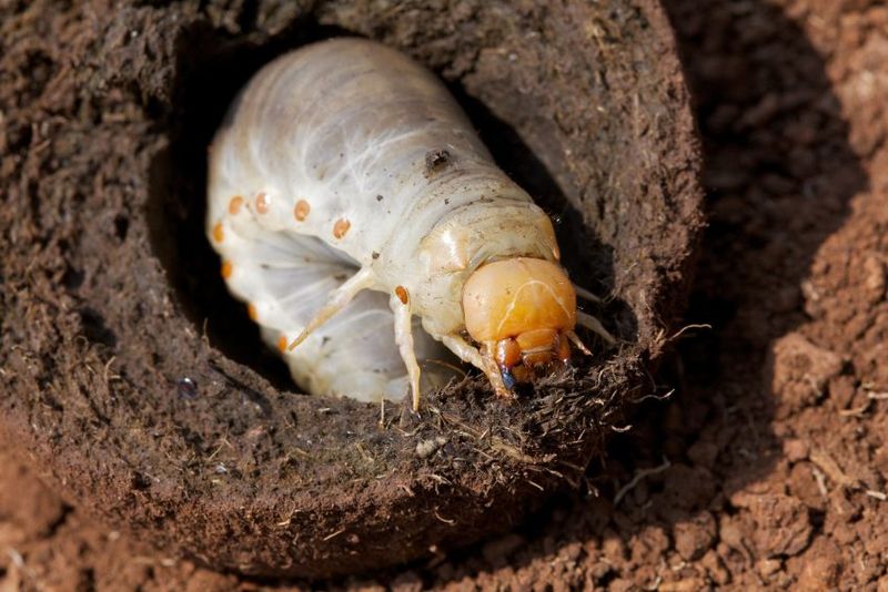 Halucinant! Comisia Europeană a aprobat pentru consum larva gândacului de bălegar