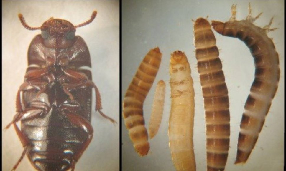 UE extinde lista insectelor autorizate ca hrană umană. Larva gândacului de bălegar, noul aliment aprobat