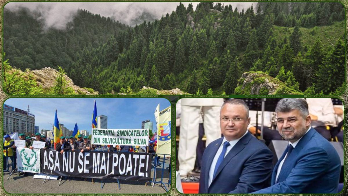 Asta vor cei pe care i-ați votat: Pădurile României, aurul verde al firmelor străine!