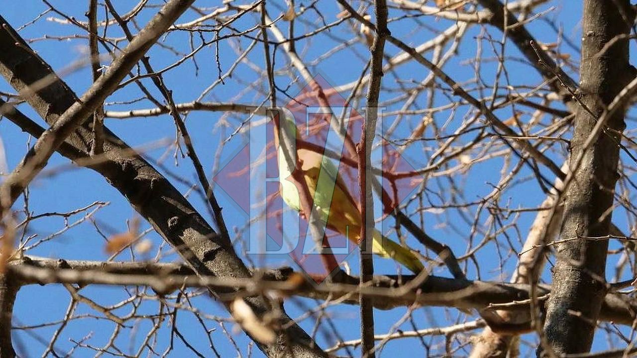 Apariţie neaşteptată în toiul iernii, la Iaşi. Câteva păsări exotice au fost surprinse în centrul oraşului – FOTO